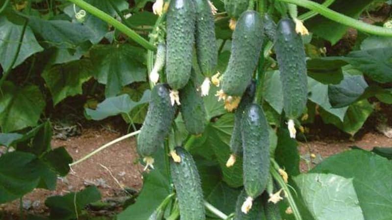 Pepinos de maduración temprana Zyatek F1 con alto rendimiento y excelente resistencia a las enfermedades.