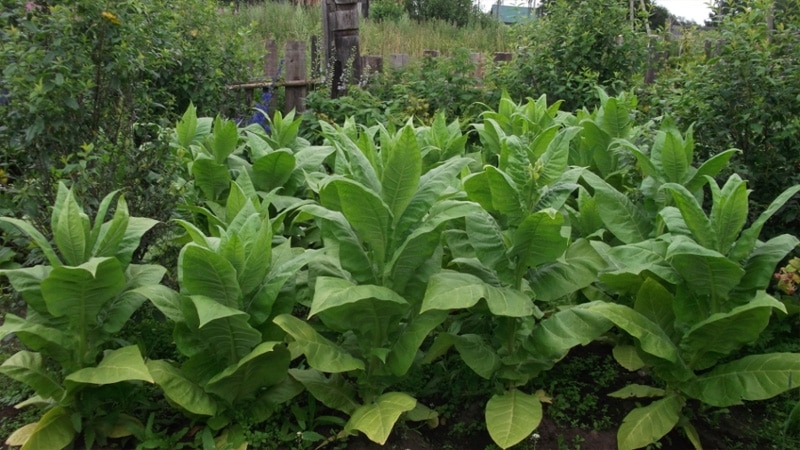 When and how to collect tobacco and properly dry it at home