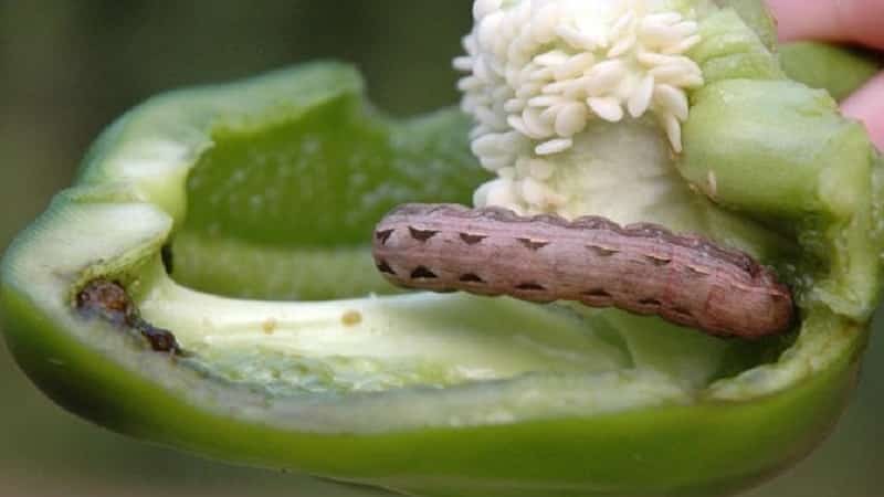 How to escape from pepper pests in a greenhouse