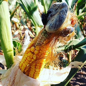 How to deal with the most dangerous pests and diseases of corn