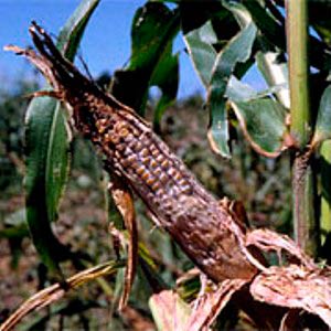 How to deal with the most dangerous pests and diseases of corn