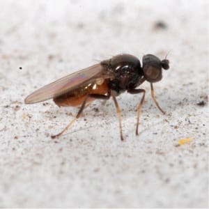 Kā cīnīties ar bīstamākajiem kukurūzas kaitēkļiem un slimībām