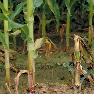 How to deal with the most dangerous pests and diseases of corn