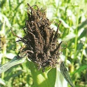 How to deal with the most dangerous pests and diseases of corn