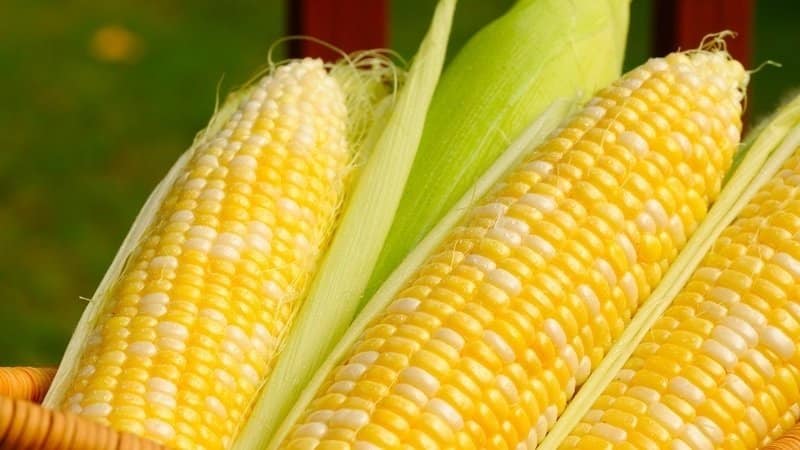 How to properly prepare pickled corn on the cob for the winter: the best recipes