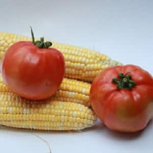 How to properly prepare pickled corn on the cob for the winter: the best recipes