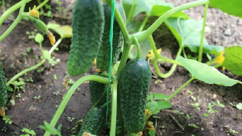 Híbrido de maduración temprana de pepinos Bettina para invernaderos, campo abierto y cultivo en el alféizar de una ventana