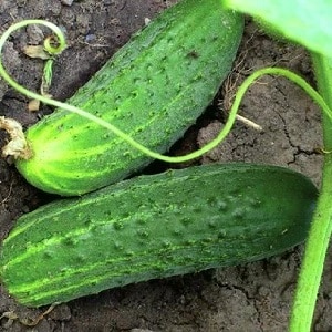 Híbrido precoce de pepino Bettina para estufas, terreno aberto e crescendo no parapeito de uma janela