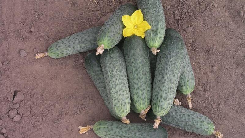 Híbrido de maduración temprana de pepinos Bettina para invernaderos, campo abierto y cultivo en el alféizar de una ventana