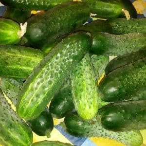 Ano ang mga ito ay mabuti para sa at kung paano maayos na palaguin ang pulang mullet cucumber para sa masarap na paghahanda para sa taglamig