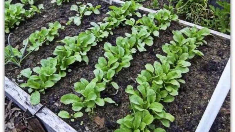 Early ripening and very popular among summer residents, Sora radish