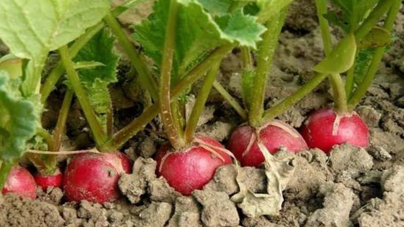 Early ripening and very popular among summer residents, Sora radish