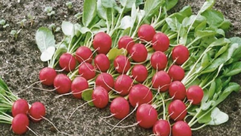 Early ripening and very popular among summer residents, Sora radish