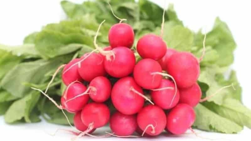 Early ripening and very popular among summer residents, Sora radish