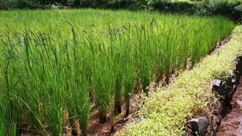 Los beneficios y perjuicios del arroz salvaje para el cuerpo humano.