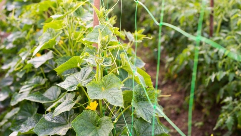 How should you care for Chinese miracle cucumbers to get an excellent harvest?