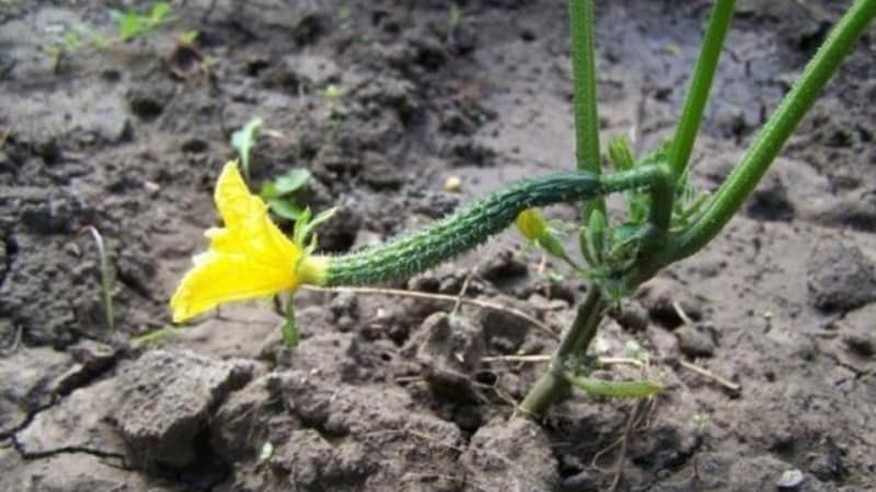 How should you care for Chinese miracle cucumbers to get an excellent harvest?