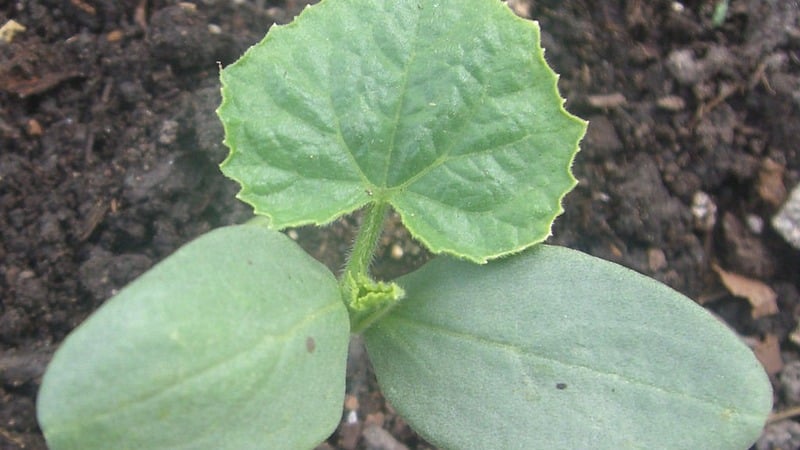 Paano mo dapat pangalagaan ang mga Chinese miracle cucumber para makakuha ng mahusay na ani?