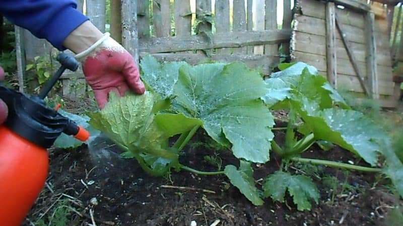 Hvordan, hvornår og hvad skal man fodre et græskar under blomstring og frugtsætning: råd fra gartnere og almindelige fejl