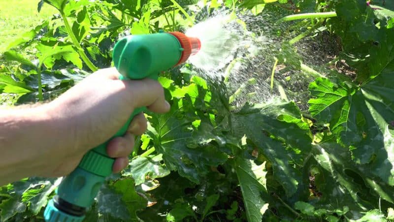 Come, quando e cosa nutrire una zucca durante la fioritura e la fruttificazione: consigli dei giardinieri ed errori comuni