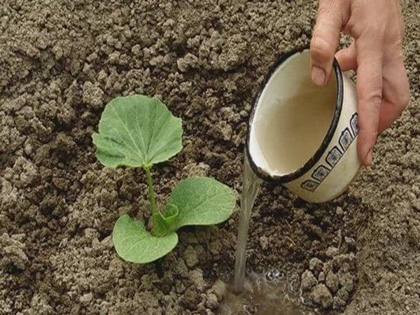 Bagaimana, bila dan apa yang perlu diberi makan labu semasa berbunga dan berbuah: nasihat dari tukang kebun dan kesilapan biasa