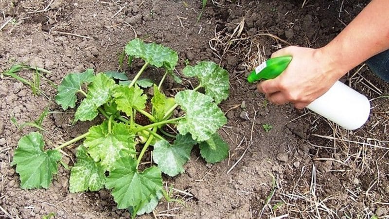 Kako, kdaj in s čim hraniti bučo med cvetenjem in plodom: nasveti vrtnarjev in pogoste napake