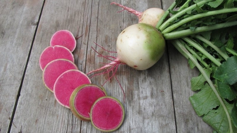 Unusual-looking and pleasant-tasting watermelon radish: why it’s good and how to grow it