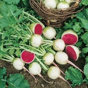 Unusual-looking and pleasant-tasting watermelon radish: why it’s good and how to grow it