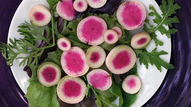 Unusual-looking and pleasant-tasting watermelon radish: why it’s good and how to grow it