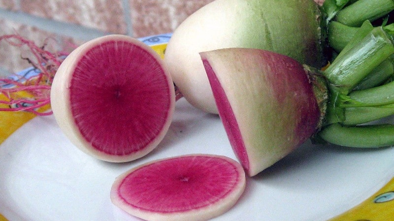 Unusual-looking and pleasant-tasting watermelon radish: why it’s good and how to grow it