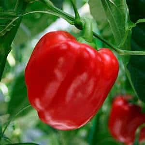 A selection of the best varieties of sweet peppers with descriptions