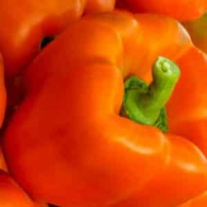 A selection of the best varieties of sweet peppers with descriptions