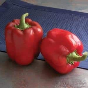 A selection of the best varieties of sweet peppers with descriptions