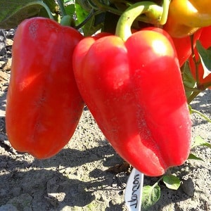 Et utvalg av de beste variantene av søt paprika med beskrivelser