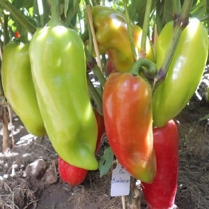 A selection of the best varieties of sweet peppers with descriptions