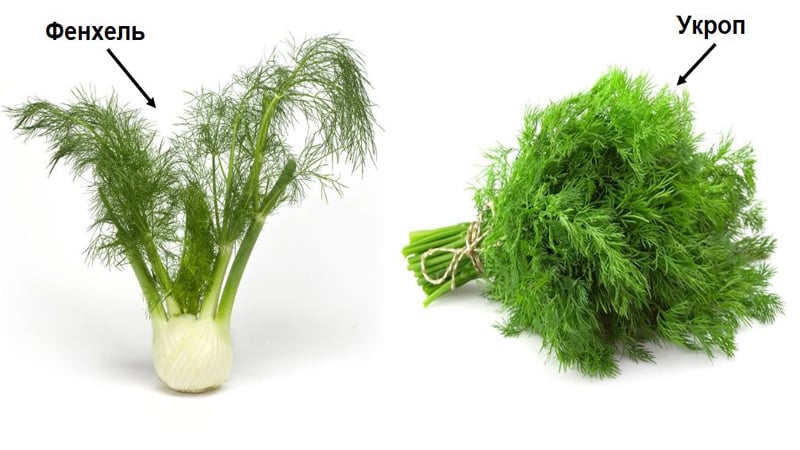 What is the difference between fennel and dill, how to distinguish them and where to use them