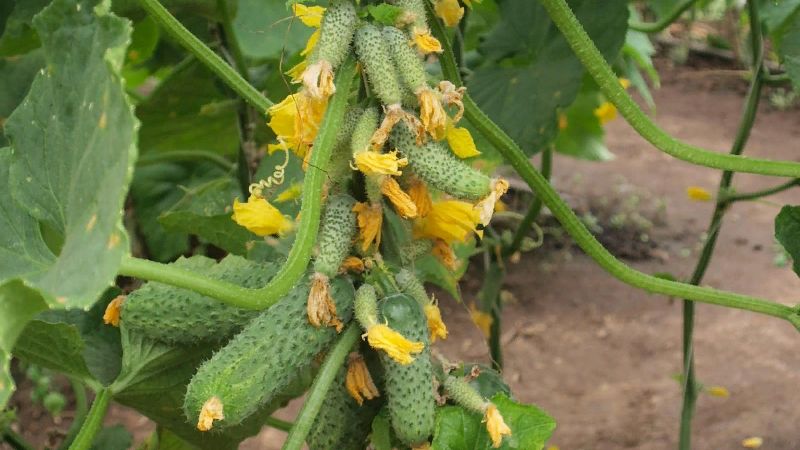 Híbrido doméstico de pepinos Garland, que te deleitará con una rica cosecha.