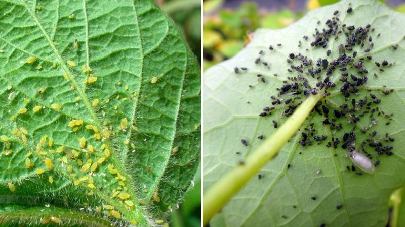 Kaip kovoti su amarais ant agurkų iš lapų apačios: veiksmingiausios priemonės pasėliui išsaugoti