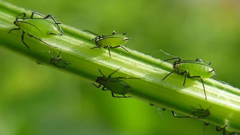 Cómo combatir los pulgones en los pepinos desde la parte inferior de las hojas: las medidas más efectivas para salvar la cosecha