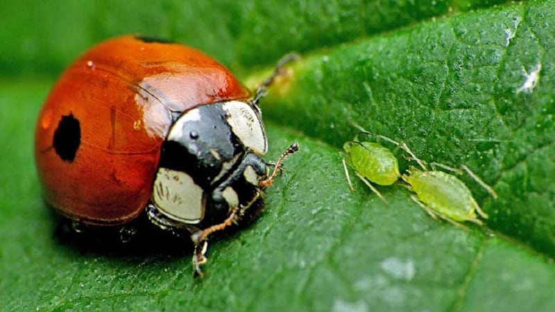 Bagaimana untuk melawan aphids pada timun dari bahagian bawah daun: langkah paling berkesan untuk menyelamatkan tanaman