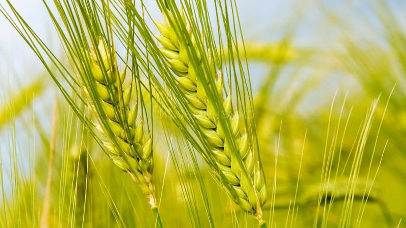 Ang gluten ba ay talagang masama at ito ba ay matatagpuan sa rye?