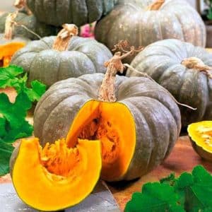 Isang malusog at masarap na iba't mula sa mga breeder ng Kuban - Medicinal pumpkin: pagsusuri ng iba't at mga tagubilin para sa paglaki