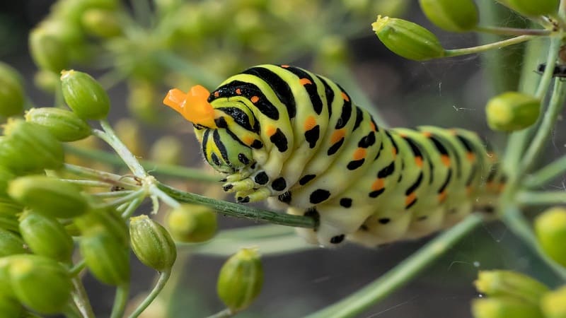 Comment se débarrasser des chenilles sur l'aneth : les méthodes de lutte antiparasitaire les plus efficaces