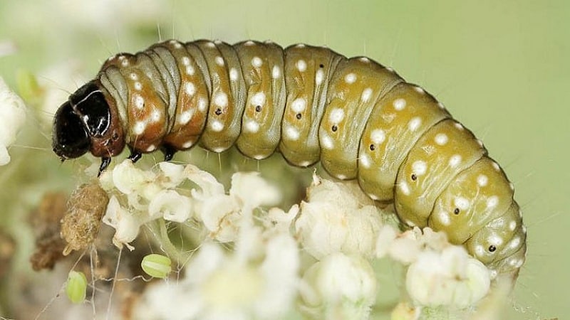 Sykdommer og skadedyr på blomkål og metoder for å bekjempe dem