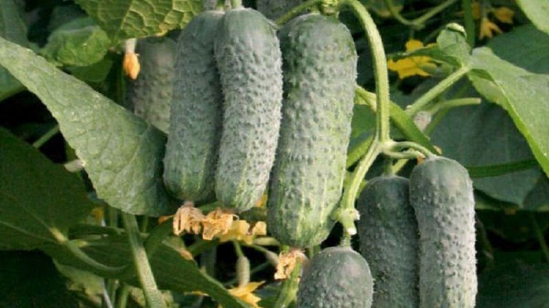 Review of the Mamluk cucumber variety for salads and delicious preparations for the winter