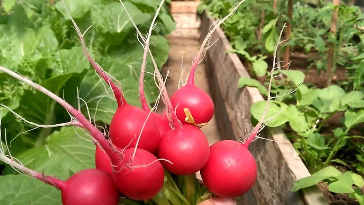 Hva er bra med Cherriet reddikhybriden og hvorfor er det verdt å dyrke den?