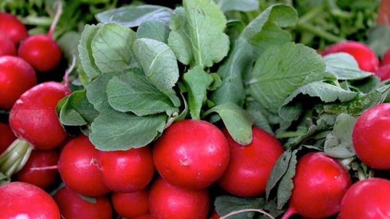 What is good about the Cherriet radish hybrid and why is it worth growing?