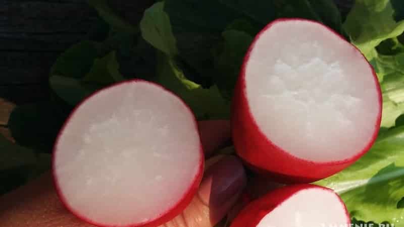 What is good about the Cherriet radish hybrid and why is it worth growing?