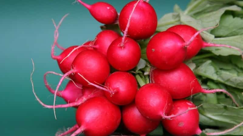 O que há de bom no híbrido de rabanete Cherriet e por que vale a pena cultivá-lo?