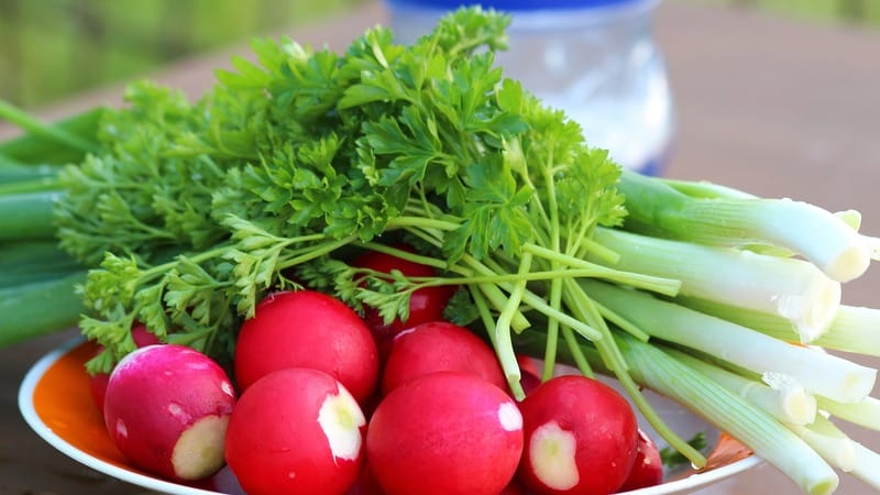 What is good about the Cherriet radish hybrid and why is it worth growing?